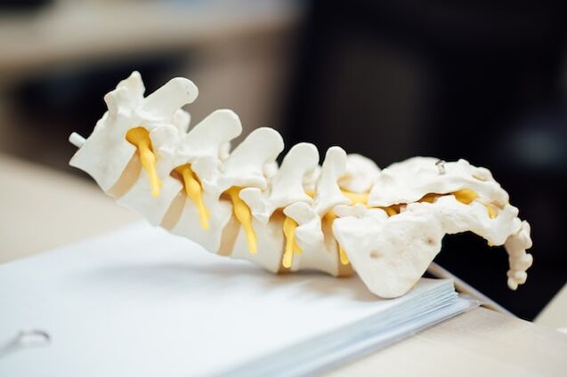 human spine anatomy model